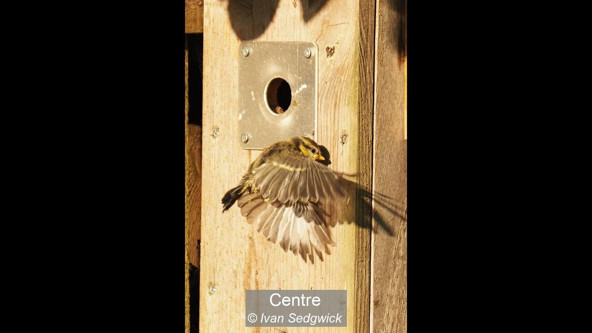 Centre_Ivan Sedgwick